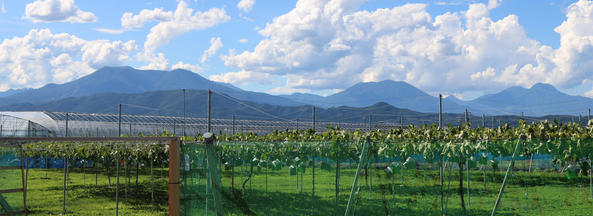 長野県須坂　今井農園ではシャインマスカットを中心に巨峰、サンふじ、シナノホッペなどの果物を栽培しています。